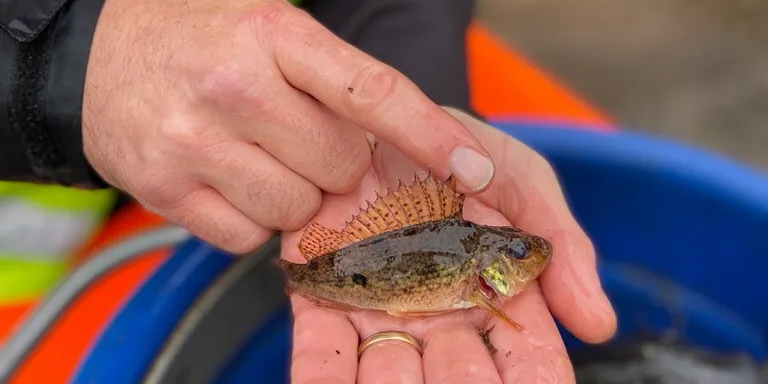 From conducting fish rescues in winter to advising on developing new fish passes, our charity is dedicated to maintaining healthy fish stock in our waterways. 

👉 Explore more about our commitment to fish care here:  ow.ly/FxWu50Qr0kX