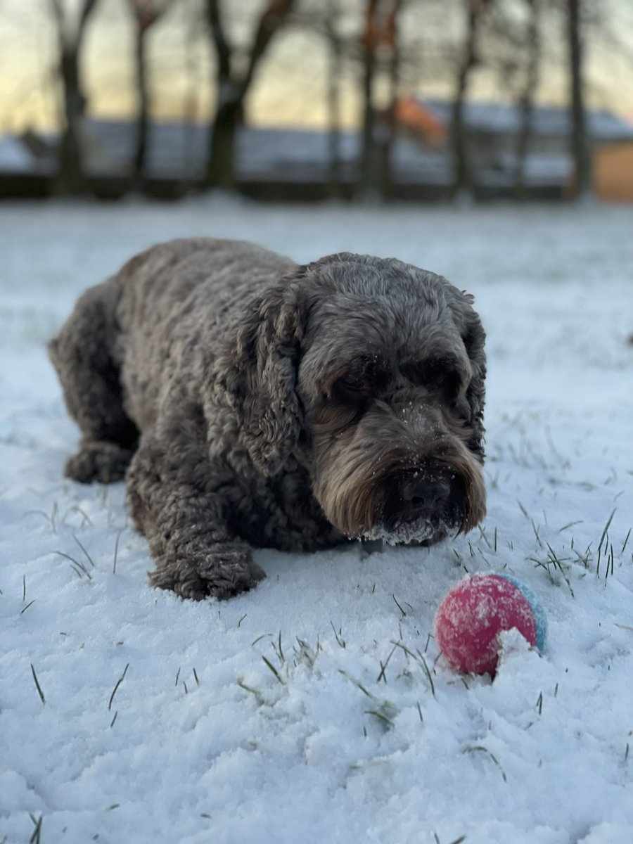 jenny77grant's tweet photo. Beautiful winter morning today. #cockapoo #ballobsessed https://t.co/YnIQwTMpcG