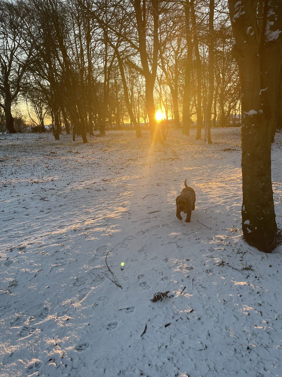 jenny77grant's tweet photo. Beautiful winter morning today. #cockapoo #ballobsessed https://t.co/YnIQwTMpcG