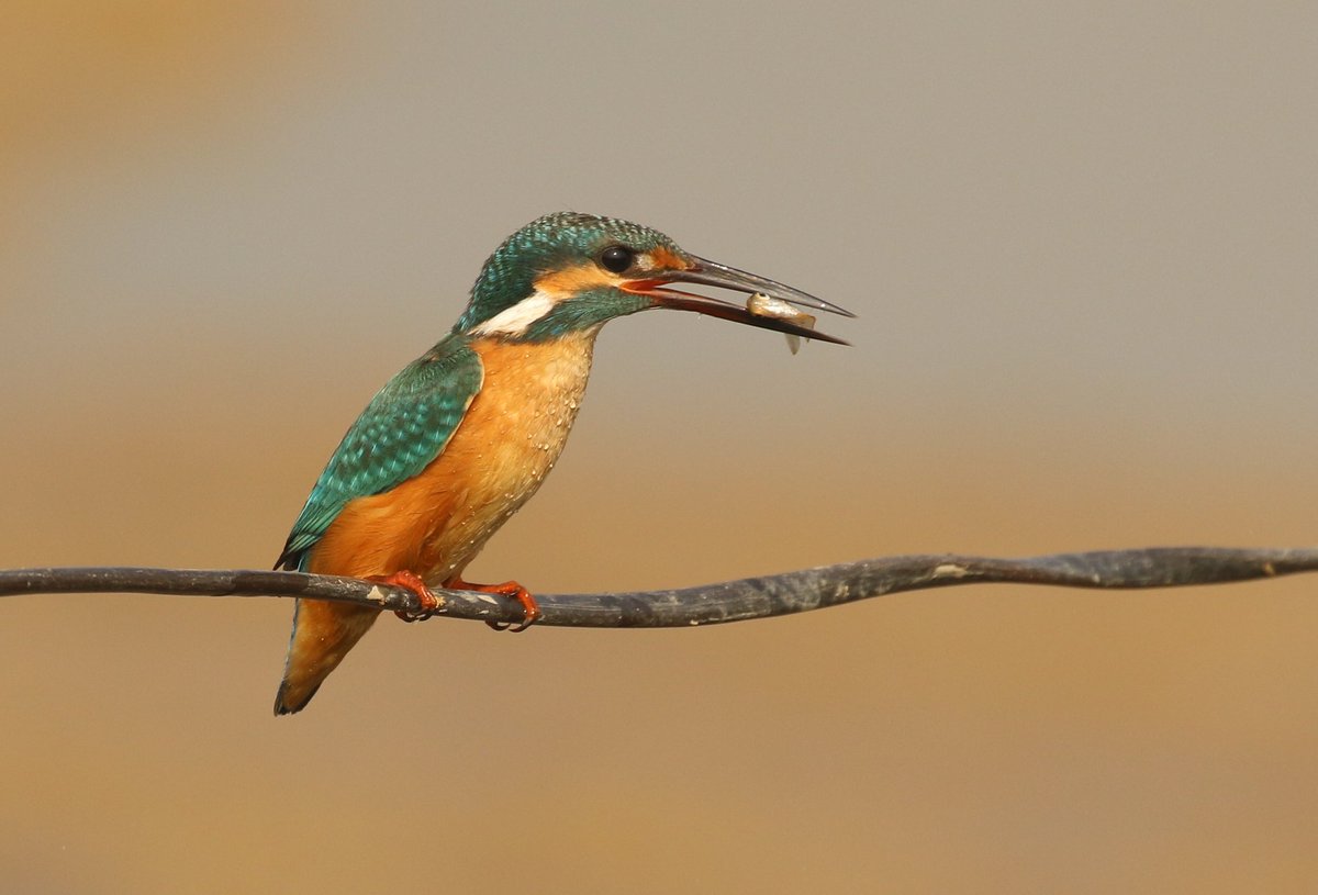Common Kingfisher with a catch @IndiAves #IndiAves #birdwatching #birdphotography