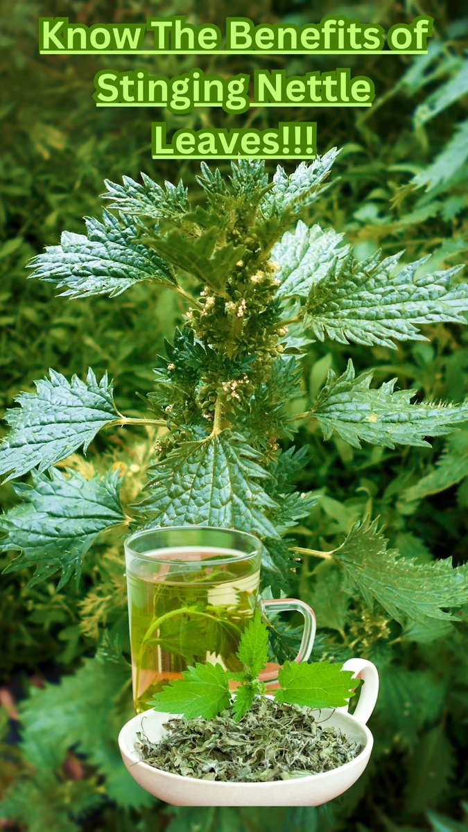 GrowfoodLovers's tweet photo. Stinging nettle, or Urtica dioica, is a common plant that grows all over the world. It has a long history of use as a medicinal aid due to its amazing health benefits...https://t.co/JQP6lz0KgA
#nettle #nettleleaf #plants #health #healthy  #healingherbs #culinaryherbs #herbs #herb https://t.co/fzsCZ68j93
