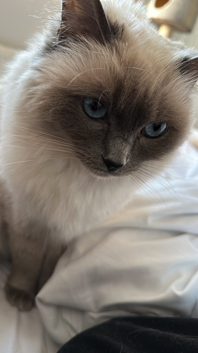 SimoneNicoleBks's tweet photo. @Number10cat A close second? Lol https://t.co/7W2tfzTzSd