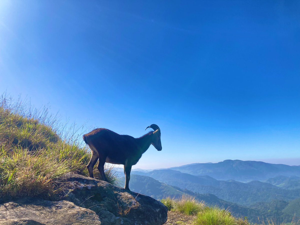 kaushal1828's tweet photo. “Day 2 of field work in Munnar hills was absolutely incredible! We were in Eravikulam National Park, mapping the massive 2 km landslide that took place 2020 in Pettimudi valley.”
#FieldWork #MunnarExploration #NilgiriTarh #RGBLiDAR #LandslideMapping #PhD https://t.co/DrGRXAFNQo