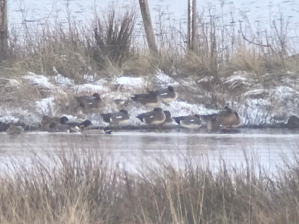 Drake American Wigeon on the north side of Loch Gorm, Islay viewed from the minor road north-east of Ballinaby 11.30 @BirdGuides