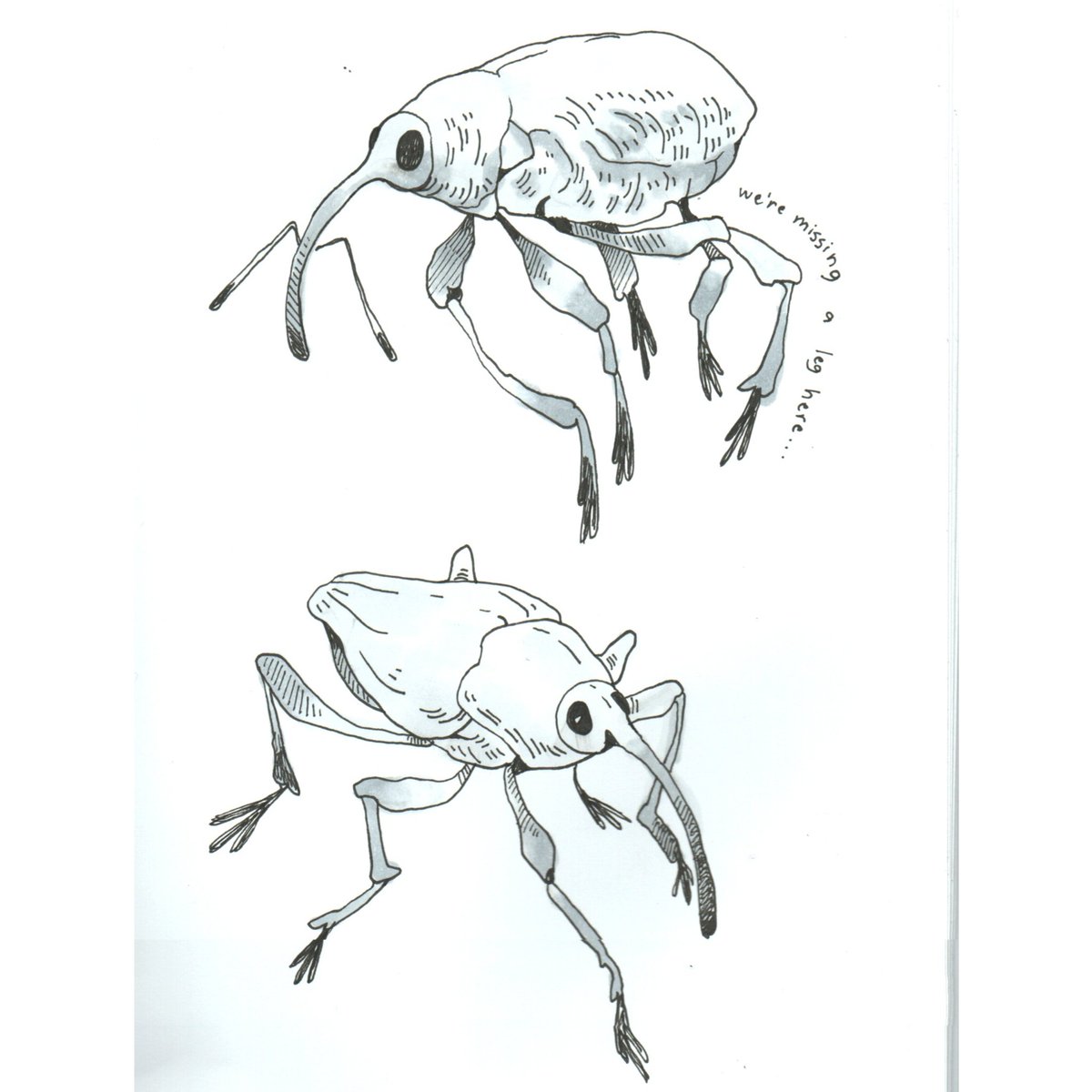 kanitattoos's tweet photo. #weevil studies https://t.co/eyWIOpedxM