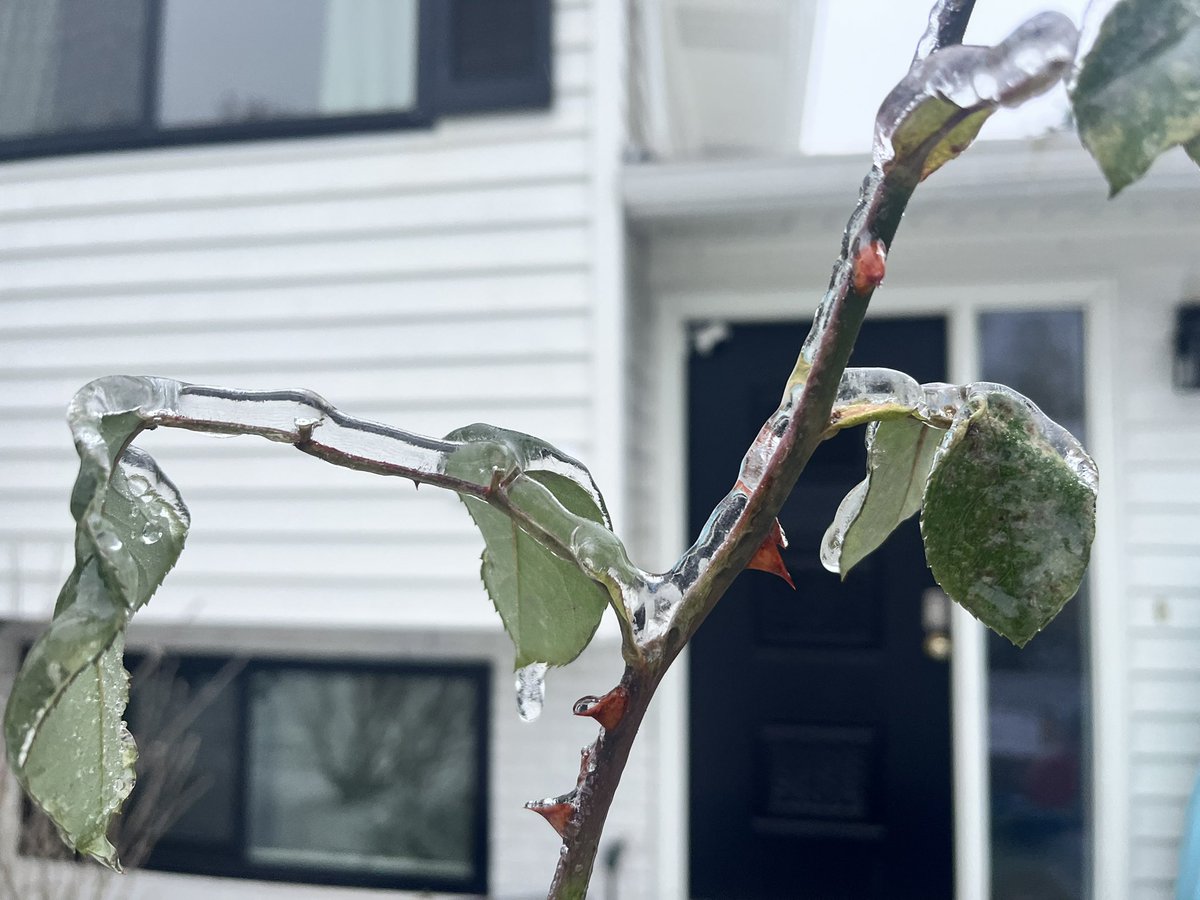 lisakriederman tweet media