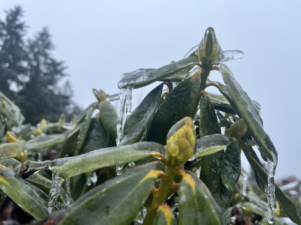 lisakriederman tweet media