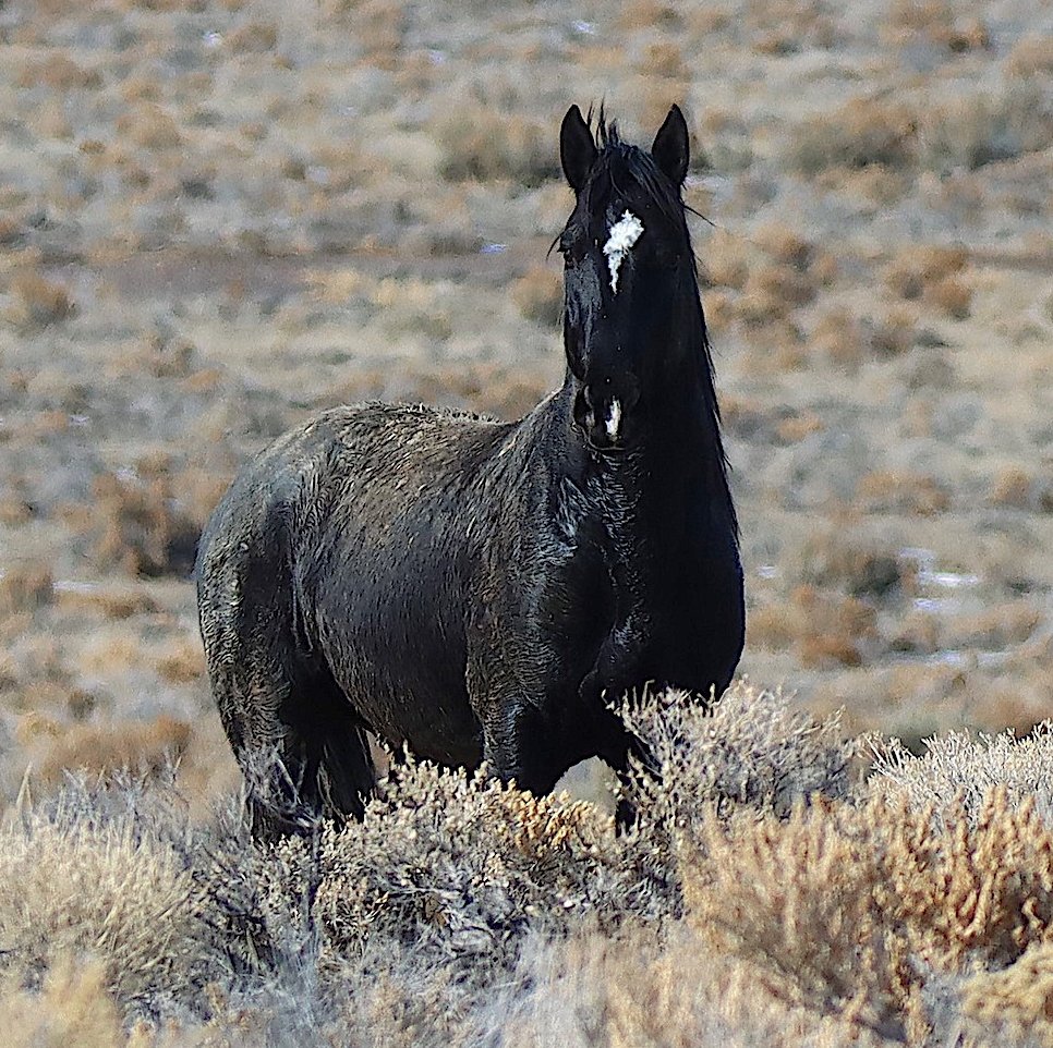 WildHorseEdu's tweet photo. Week 3: East Pershing has begun 13 have died to date. Report >> https://t.co/6Ddvju57EN
We did see this stallion fall. He was hurt on a rear leg. He was moving a tiny bit better and we hope he keeps moving to avoid being run again tomorrow.
#wildhorses https://t.co/Sy9rdNot3n
