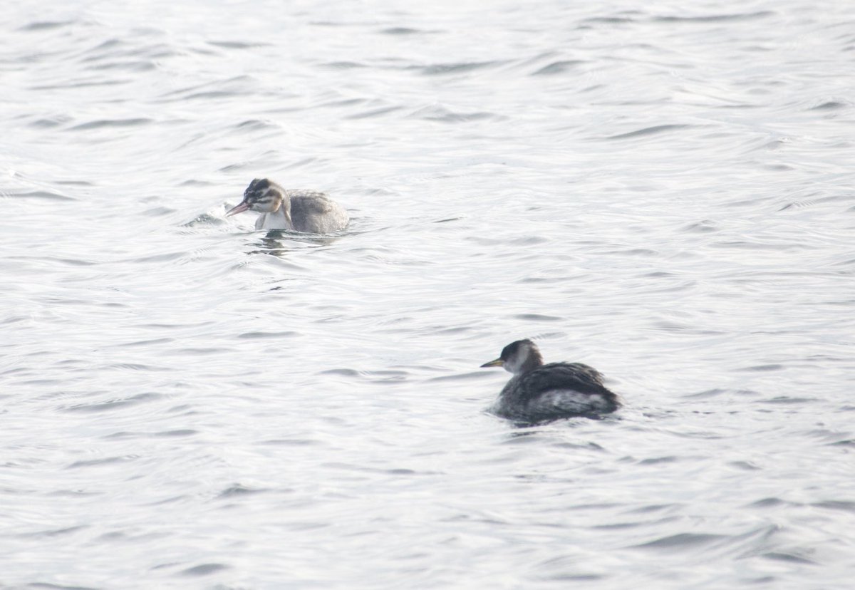 Nickyberllan's tweet photo. ⁦⁦@LisvaneLlanRes⁩ The red necked grebe is still bringing in bird watchers from far and wide. A comparison shot with the juv great crested grebe and going for a jog in the cold wind  #glambirds https://t.co/Z8wJotN0Hu