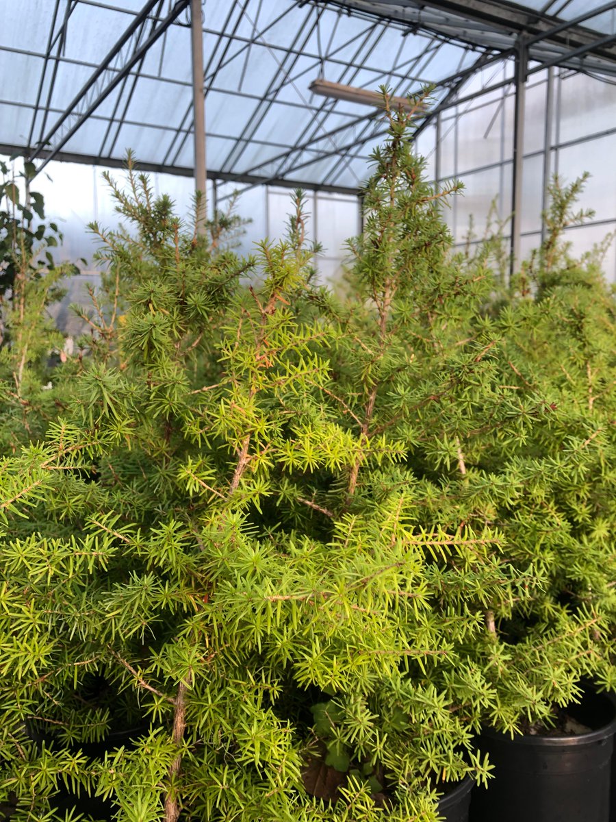 Shown here are young mountain hemlocks (Tsuga mertensiana) initially grown by Milos Simovic, a PhD student in Botany at UBC. Milos used living specimens within our garden for his research and conducted greenhouse experiments using young trees grown from wild collected seed.