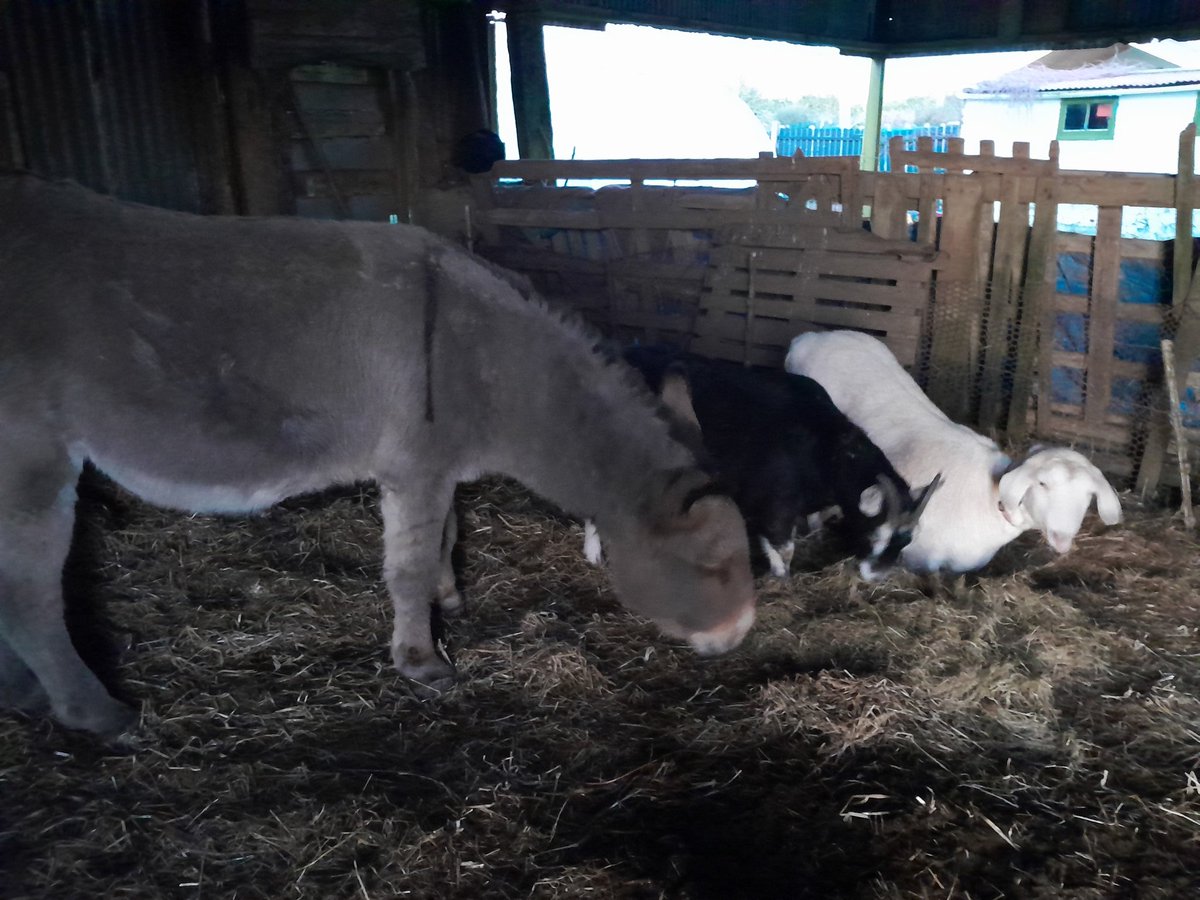 ThreePaddocks's tweet image. One good thing about this bitter cold is #seanietheprick is in early every evening waiting for his hay and for me to give the pigs extra straw which he then eats from around them....
🤨
