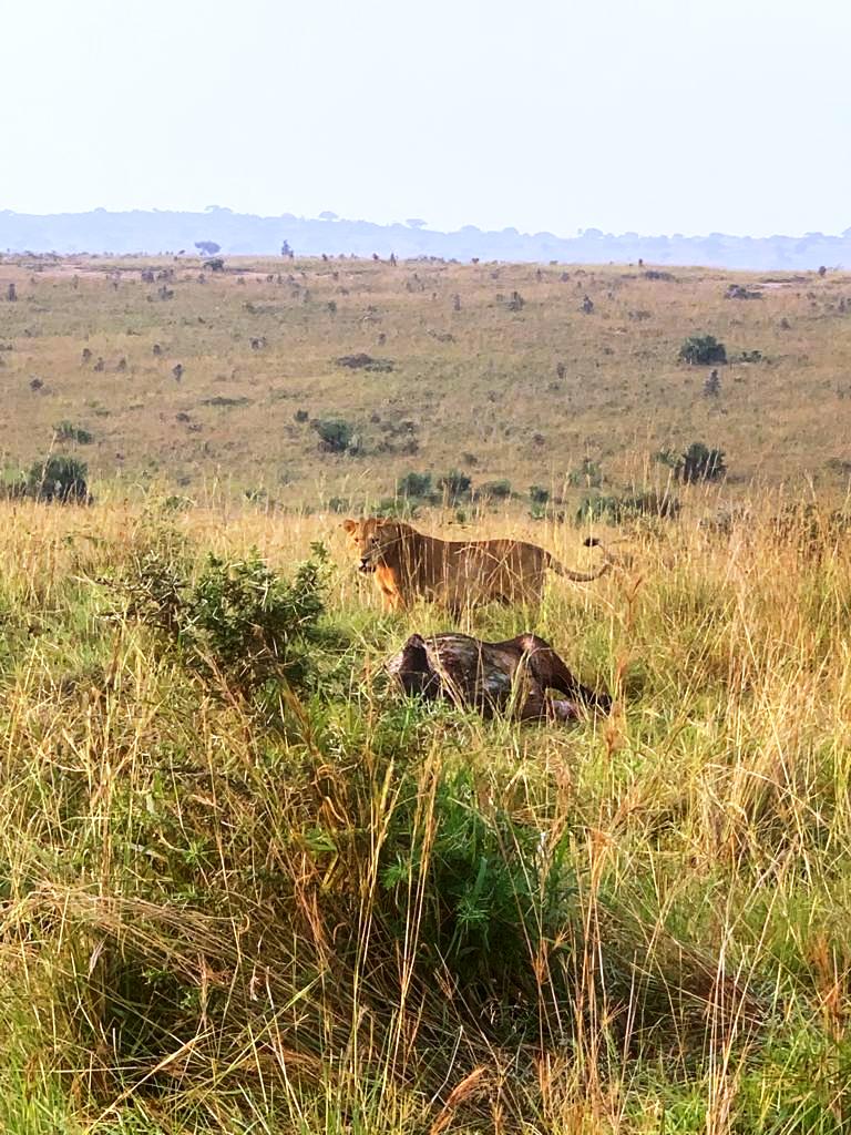 takeoffventure's tweet photo. Imagine witnessing the cats bring down the Buffalo to its knees! A visit to Murchison Falls is so rewarding.
#BeautifulUganda 
#NAMSummitUg2024 
@zakialucky11 https://t.co/oXudkd0Zi4