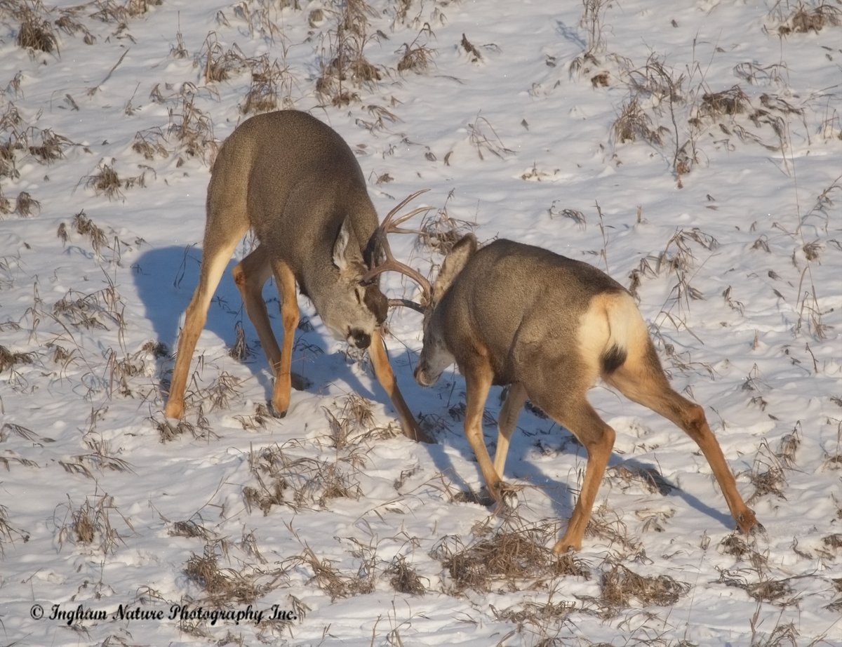 yycnature tweet picture