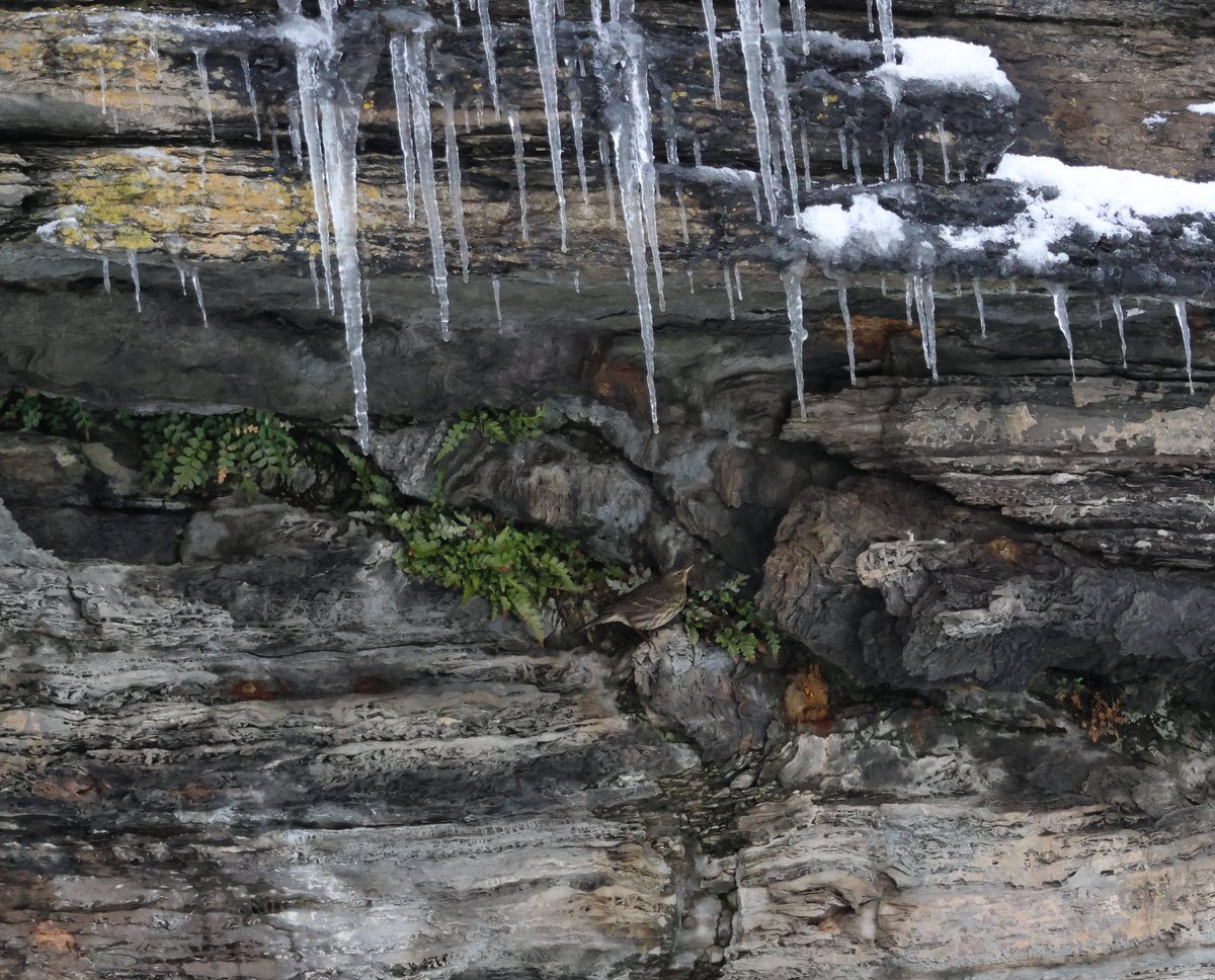 Rock Pipit taking some risks #CaithnessBirds #Winterwatch