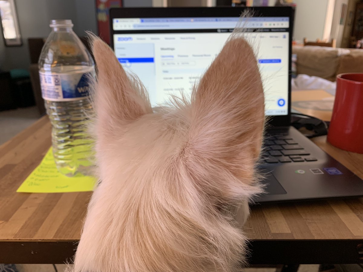 hartbec75's tweet photo. Even Ziggy is excited to see my friends on Zoom!

#rcLEAD 
#RCPCshines https://t.co/n2So3kjaSl