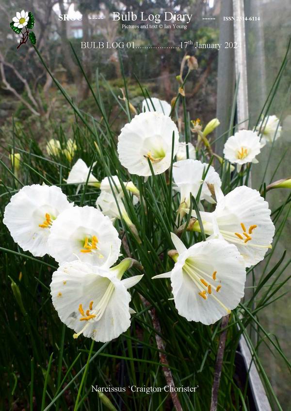 The first #BulbLog for 2024 sees the winter garden under snow but there are shoots of promise & Narcissus flowers under glass to enjoy. srgc.net/documents/bulb… #alpines #bulbs #gardens