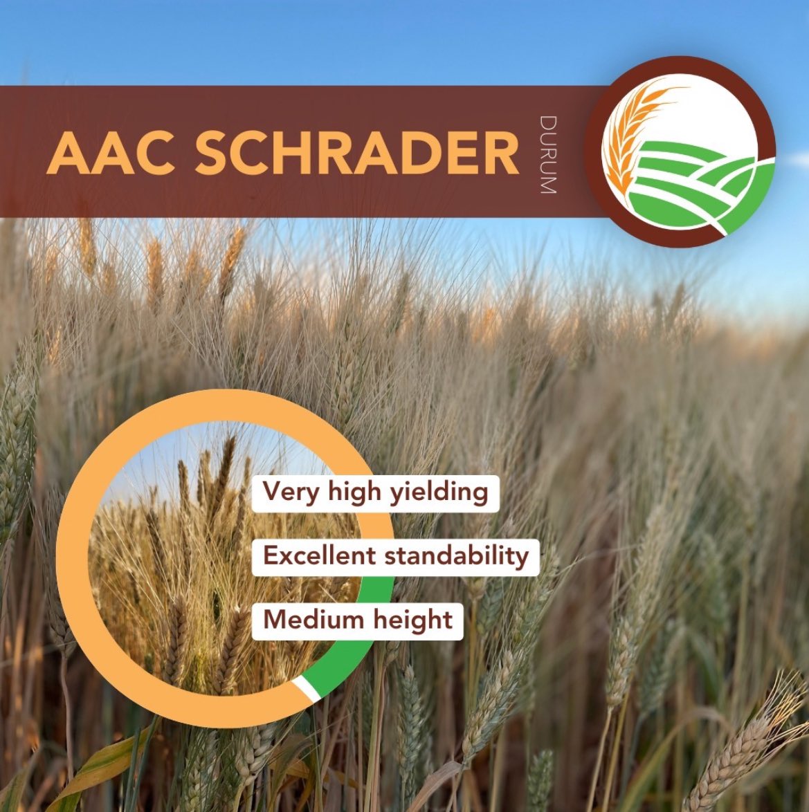 QuattroSeeds's tweet photo. Get excited about our brand new durum! The first & only I for FHB. Very high yielding with excellent standability. Medium height with high grain protein. Give us a call to book yours in! @fpgenetics
#seed24 #durum #westcdnag #seedgrower #albertafarm #saskfarming https://t.co/6D4cYOvr6d