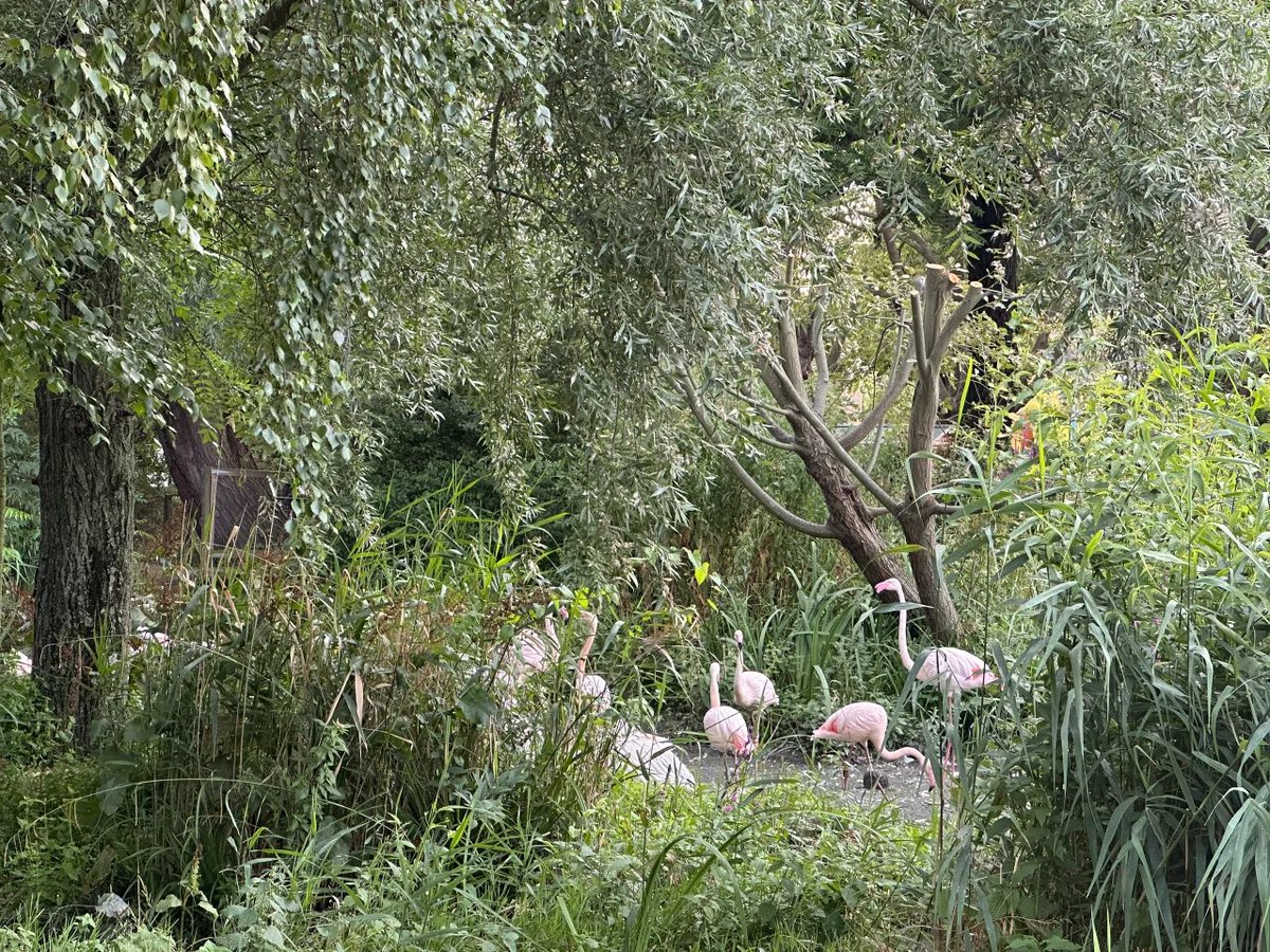 tiptreez49's tweet photo. Finding joy in the animal kingdom, Animals speak louder than words.Nature’s finest in one place.🐿❤️🦢❤️🐧 https://t.co/yFzsndLBum