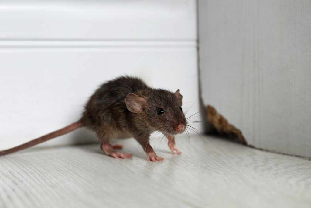 HomeRunPest's tweet image. Protect your home from stealthy invaders with Home Run Pest &amp;amp; Termite Control! Learn how to identify and effectively manage these hidden pests for a safer, cleaner living space. #PestControl #RatAndMouse #HomeRunPest bit.ly/4aWxRCB