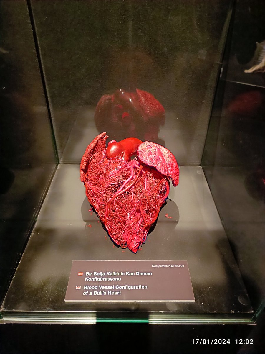 Body Worlds Animal Inside Out
Beykent Doğa Koleji Biyoloji zümresi gezimiz <a href="/beykentdogaa/">Beykent Doğa Koleji</a> <a href="/KilicozMuhammet/">Muhammet Kılıçöz</a> <a href="/EzgiOvet/">Ezgi Övet</a>