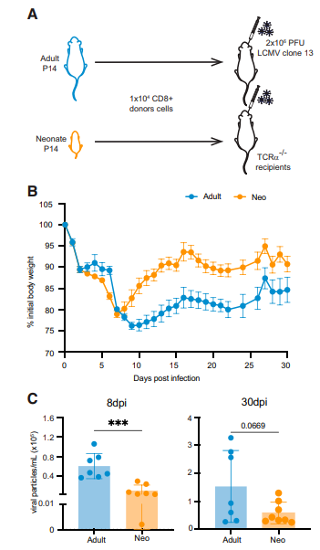 Cell-intrinsic differences between neonatal and adult CD8+ T cells influence key cell fate decisions during chronic infection, with neonatal cells resisting exhaustion <a href="/J_Immunol/">The Journal of Immunology</a> doi.org/10.4049/jimmun…