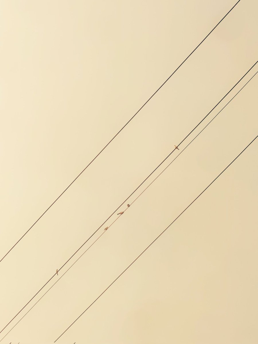 Snap_venus's tweet photo. Day 17 of #30daysofphotography 
Birds on a line. 

📱: @Xiaomi 
🚂: @Snapdragon https://t.co/c5slvNvOcf