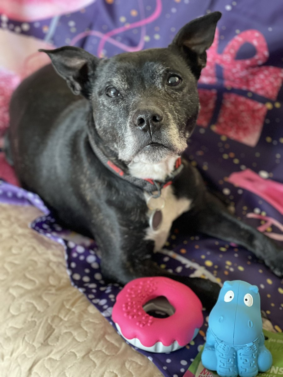 Retired Police Dog Stella the Staffie tweet media