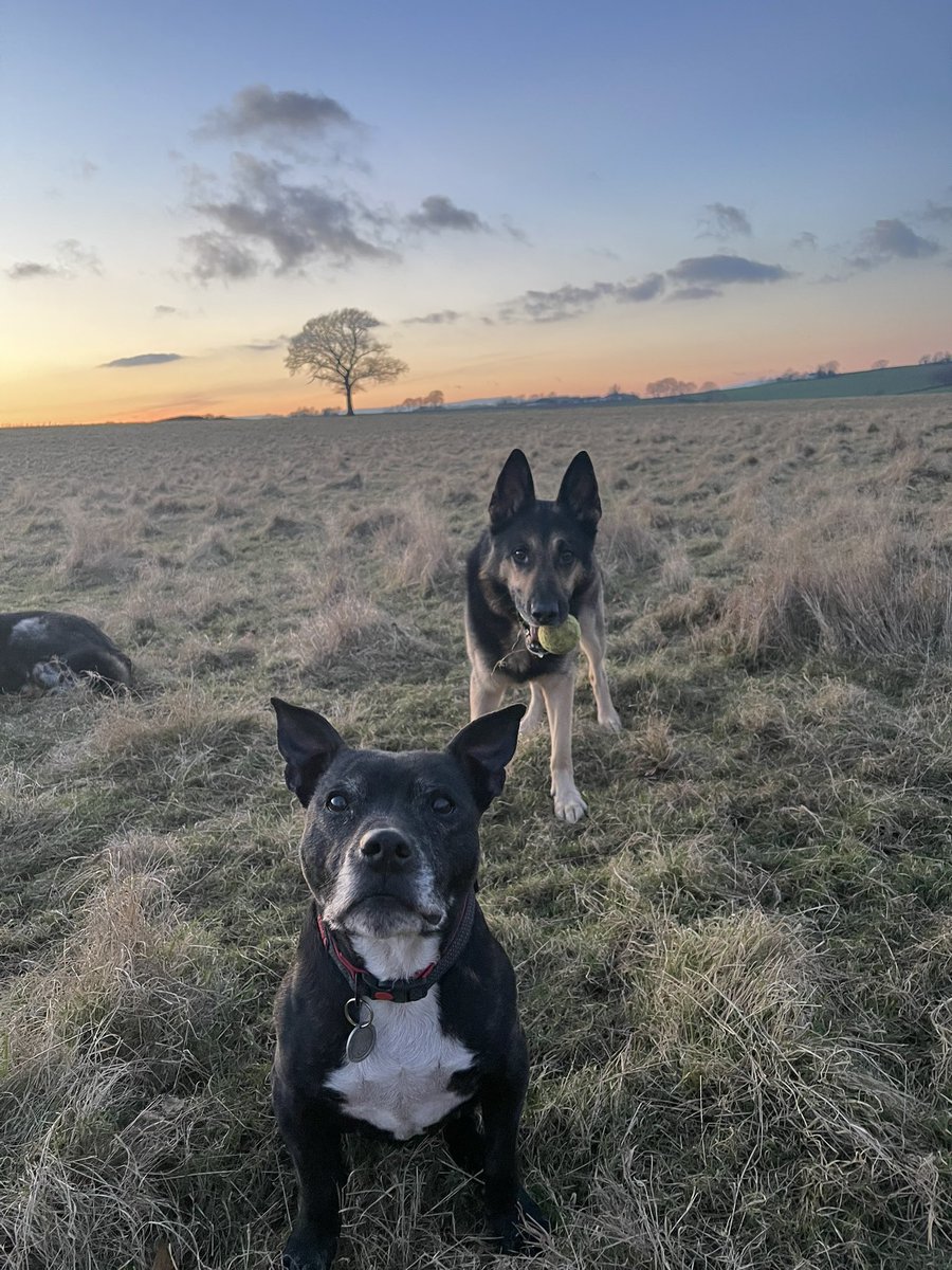 Retired Police Dog Stella the Staffie tweet media