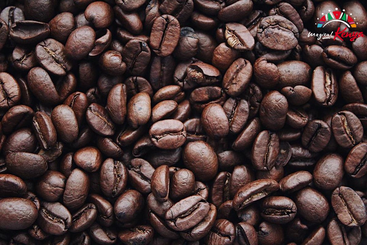 magicalkenya's tweet photo. Discovering Kenya's colourful coffee culture!
Every sip, from the fields to the cup, conveys a story of heritage and quality. Nestled from the Kenyan highlands, contributing to our Nation's caffeine legacy.
#365DaysOfMagic #MagicalKenya https://t.co/ztfZtuQ9iF