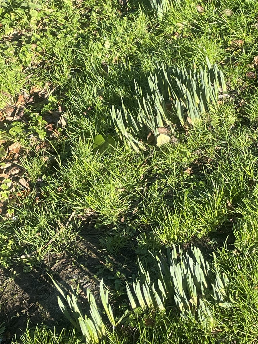 FlakyFashnista's tweet image. Promises of spring spotted on this gorgeous Day 17
#100daysofwalking