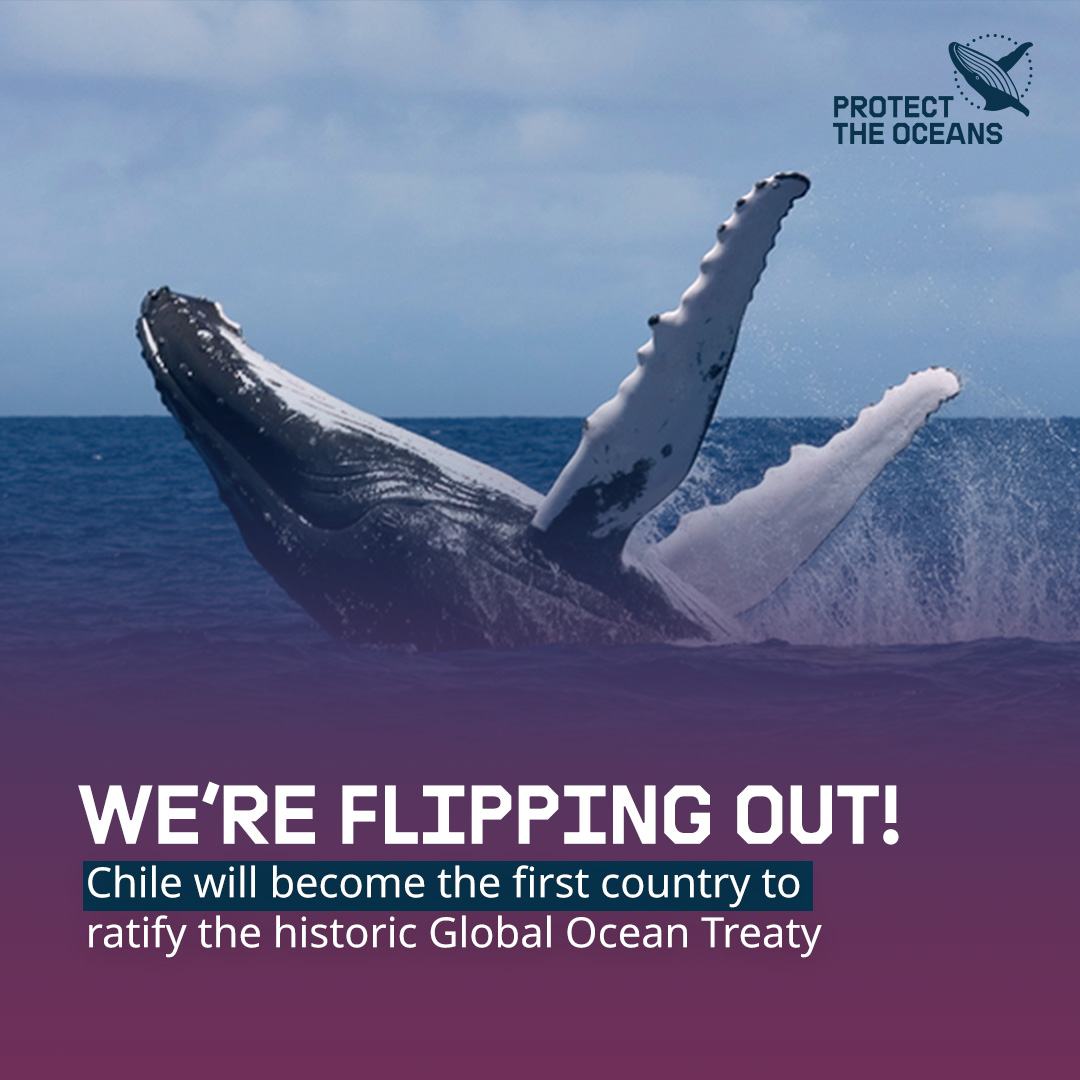 Chile will become the first country to sign the Global Ocean Treaty into law and we're 🐋 flipping out! 🐋 
The historic Treaty was agreed last year but will only enter into force once at least 60 countries ratify it.
Who's next? greenpeace.org/international/…
#ProtectTheOceans