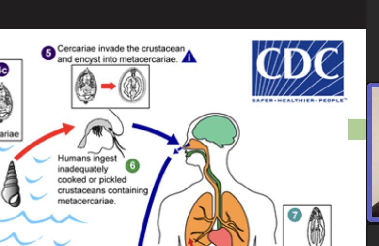 Shout out to the ⁦<a href="/CDCgov/">CDC</a>⁩ medical illustrators who are the Modern day da Vinci. Referenced and studied by medical trainees worldwide.