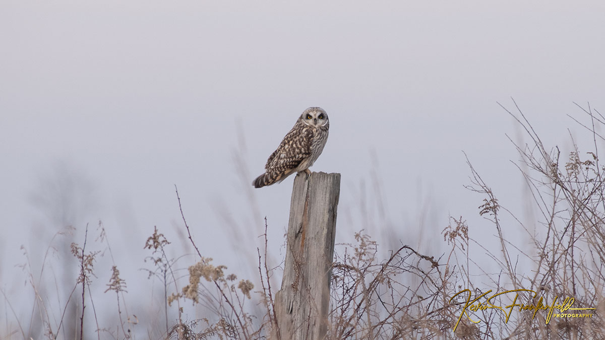 Short eared owl #birding #birdphotography #birdwatching #NaturePhotography #wildlifephotography #owls