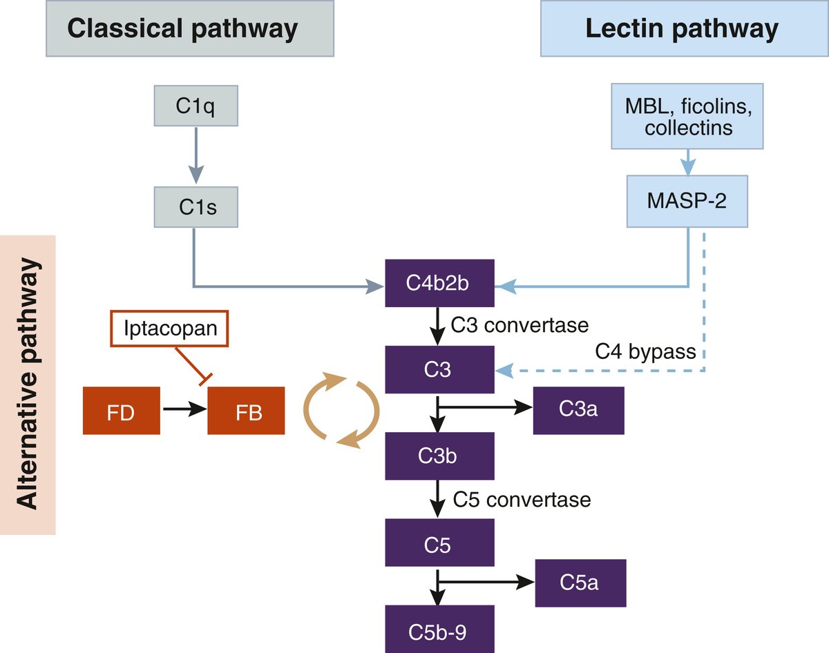 Kidney_Int's tweet image. A new alternative: inhibiting #complement activation in patients with #IgA #nephropathy

doi.org/10.1016/j.kint…

Original article: doi.org/10.1016/j.kint…

@RWTH
#KICommentary #IgAN #proteinuria #Iptacopan