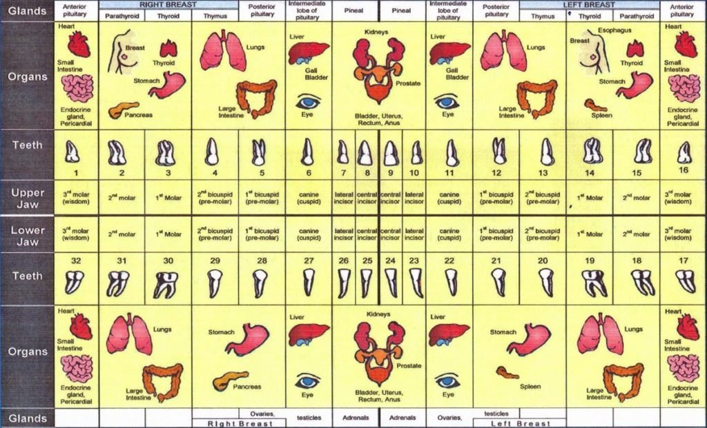 AzulAether's tweet photo. @DejaRu22 I'll explain.  

1) They're electronically related directly to your Heart and Endocrine system  

2) Rats with molars removed finished mazes slower than they did before extraction and slower than rats without removal  

3) They're literally called WISDOM teeth. DO NOT REMOVE. https://t.co/lst04bodGr