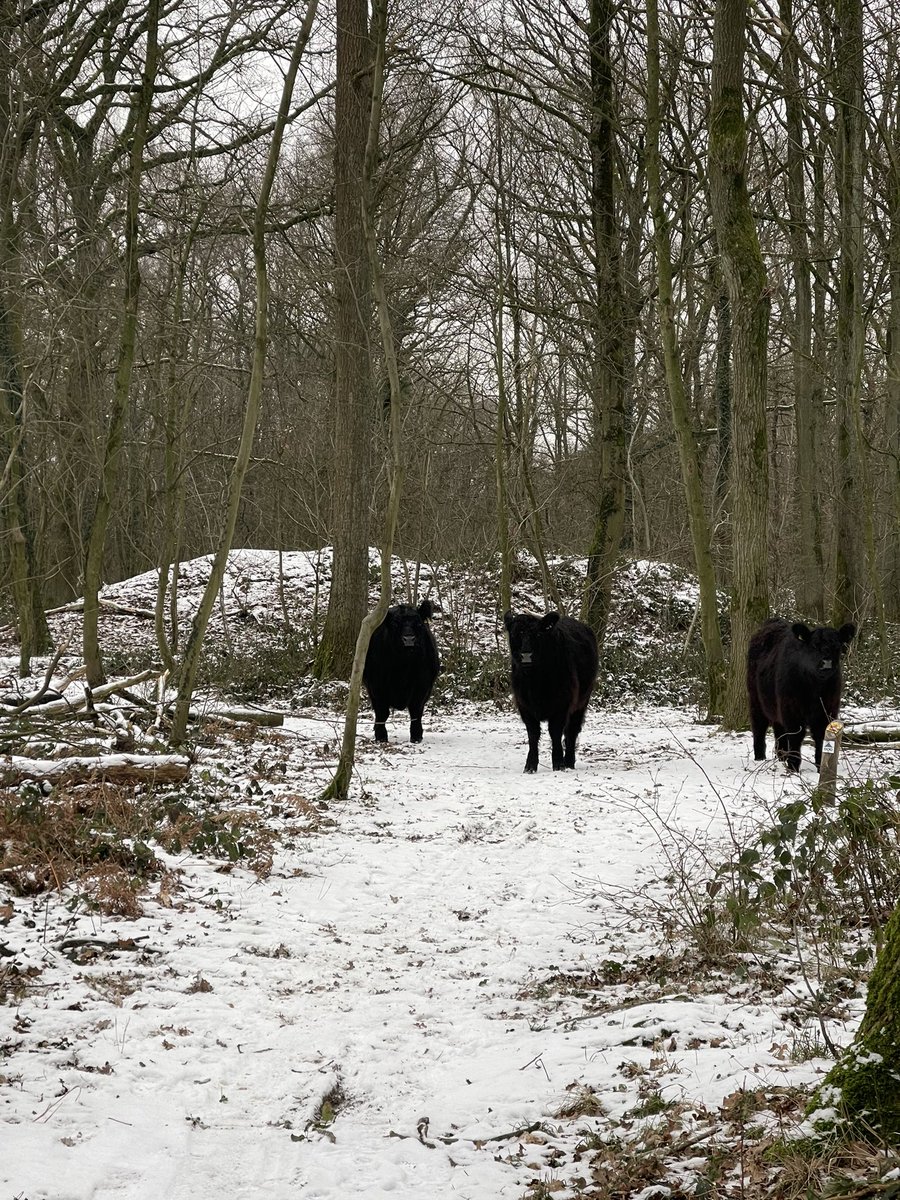 JoseHermens's tweet photo. Vanochtend op Cammino della Fortuna ๐ geweest met Laura Lazzarini, #aandachtverstrekker in het Geuldal. Verrassende en spannende route en mooie gesprekken in een besneeuwd landschap. #dedellen @Limb_Landschap @magnifiekZL https://t.co/xyaTZgUFMO
