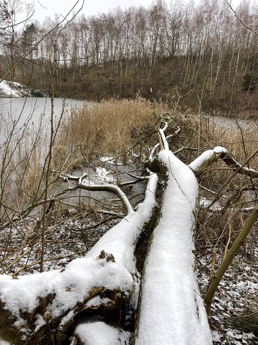 JoseHermens's tweet photo. Vanochtend op Cammino della Fortuna ๐ geweest met Laura Lazzarini, #aandachtverstrekker in het Geuldal. Verrassende en spannende route en mooie gesprekken in een besneeuwd landschap. #dedellen @Limb_Landschap @magnifiekZL https://t.co/xyaTZgUFMO
