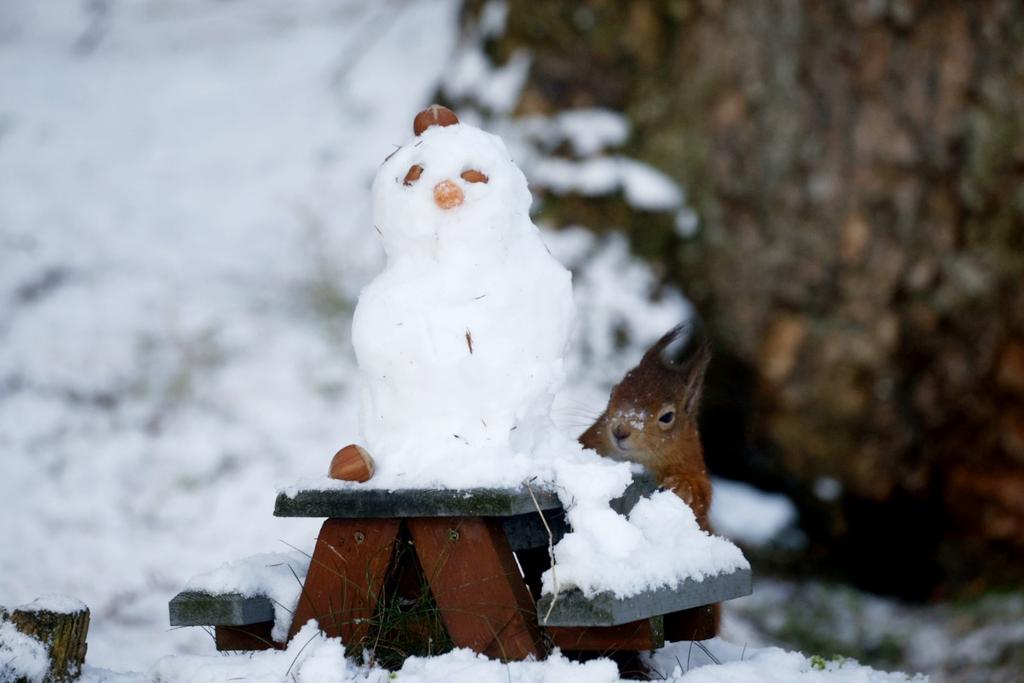 A wee McTufty sussing out the snowman in Nairnshire this morning.  <a href="/BBCWinterwatch/">BBC Winterwatch</a> @#bbcspringwatch <a href="/ScotSquirrels/">Saving Scotland's Red Squirrels</a> <a href="/ScotsMagazine/">ScotsMagazine</a> <a href="/InvCourier/">Inverness Courier</a> <a href="/pressjournal/">The Press and Journal</a>  <a href="/GurnNurn/">A Gurn from Nurn</a> <a href="/BBCScotWeather/">BBC Scotland Weather</a>