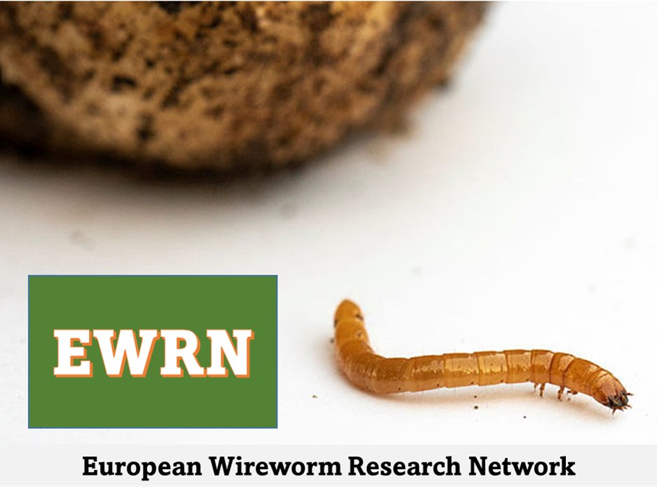 📢The first workshop organised by the European Wireworm Research Network will be held on 7 July 2024 in Oslo ▶ To submit your abstract: potato-wireworms.com ▶To register for the workshop: lnkd.in/ehiJB6ep #seedpotatoes #wireworms @fnpppt @BrunoNgala @Blackthorncox
