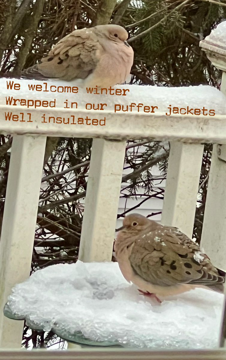 #haiku #poem #poetry #mourningdove #warm #welcome #winter #pufferjacket #insulated