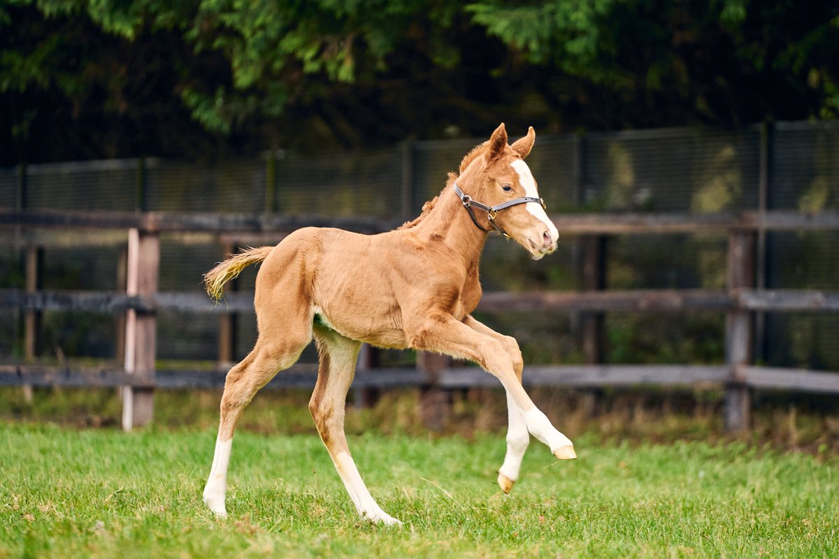 NatStudStallion's tweet photo. The first foal by STRADIVARIUS😍

This filly is the image of her superstar sire and looks like a Gr.1 winner in the making!

Welcome to the 🌍 little one 🥰
#thenationalstud #stradivarius #foals2024 #TheStrad #Champion

📸@horses_training &amp; Peter Mooney https://t.co/suzsEFc7Y0