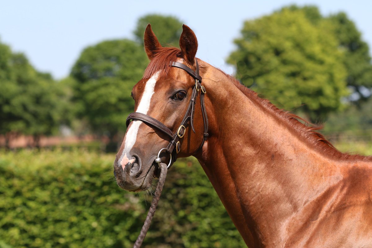 The first foal by STRADIVARIUS😍

This filly is the image of her superstar sire and looks like a Gr.1 winner in the making!

Welcome to the 🌍 little one 🥰
#thenationalstud #stradivarius #foals2024 #TheStrad #Champion

📸<a href="/horses_training/">horses-in-training</a> &amp; Peter Mooney