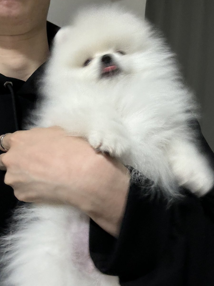 Post by ふじみや on X: 暴れ犬