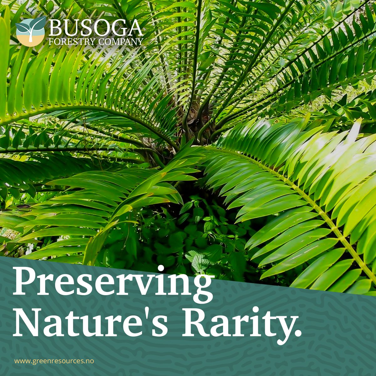 🌿 At Busoga Forestry Company, we proudly safeguard the unique and critically endangered cycad species, encephalartos equatorialis, native to Lake Victoria, managing its population diligently against destruction.

🌳💚 #BusogaForestry #BiodiversityConservation #NaturePreservation