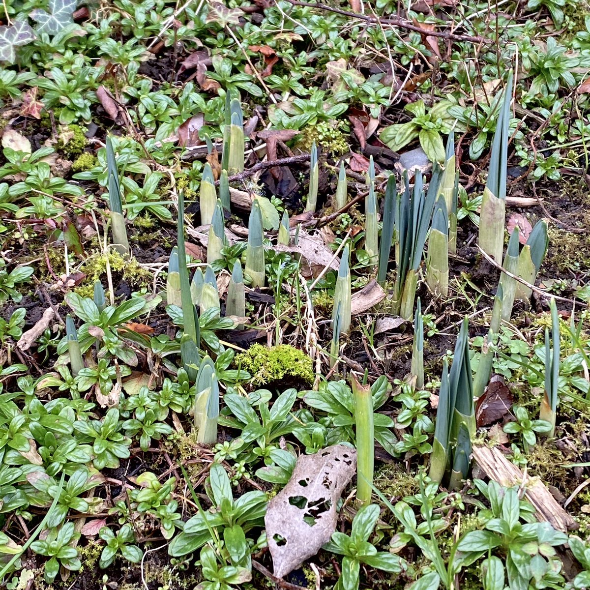 How brave are these daffodils; coldest January day in years and yet here they are making a go of it. 🥹 Seeing these early sprouts of spring never fails to pull me out of my seasonal black hole.