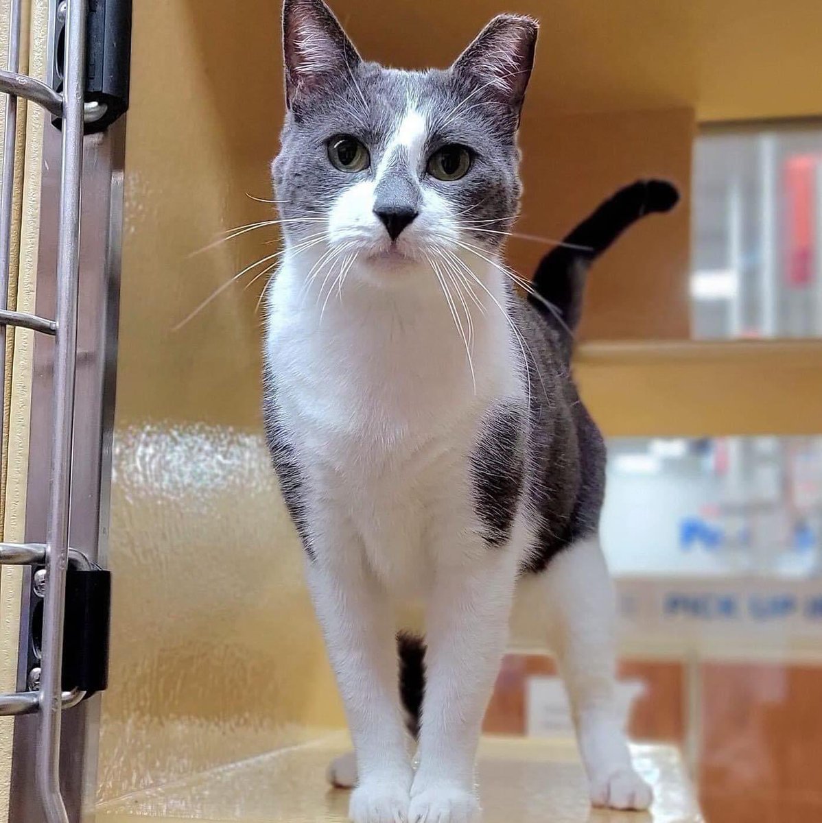 CORAL is a very pretty 6 year old grey and white gal who has been with us over a year!!Coral loves to be PET. Coral can be a touch shy and take a little bit to come out of her shell but once she’s comfortable nothing stops her!! Poshpetsrescueny.org for more info