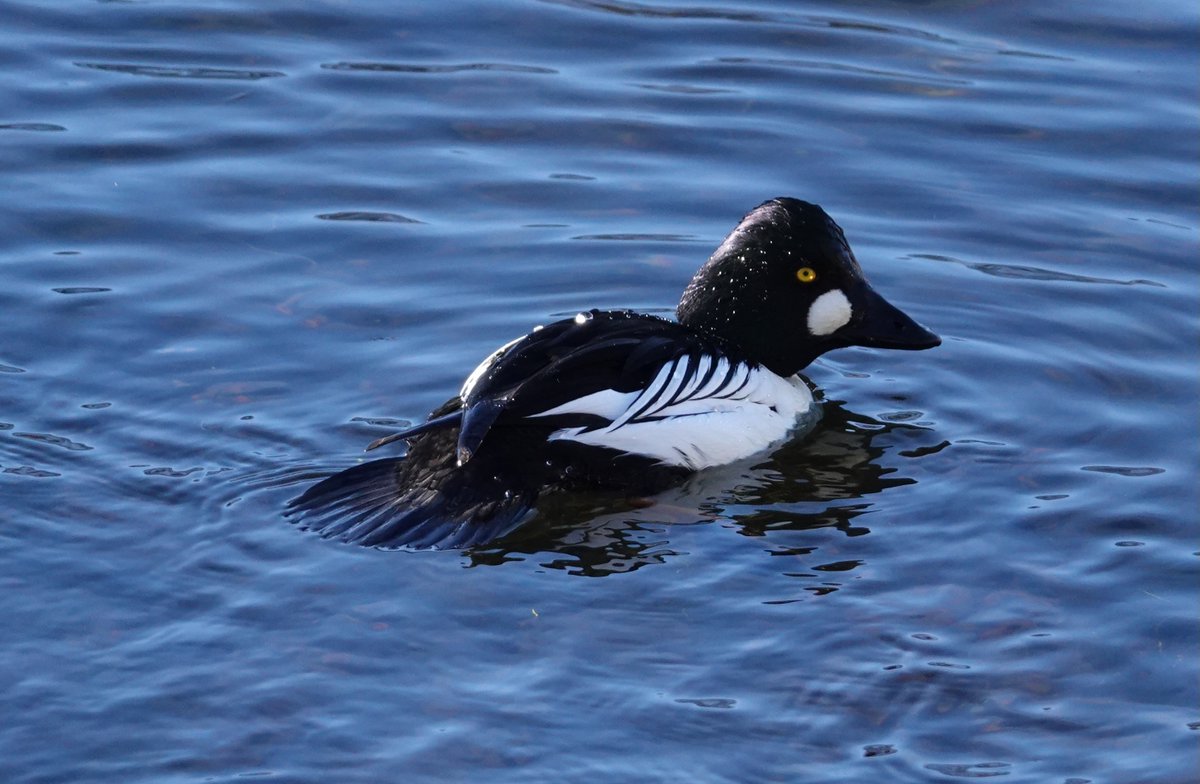 Spotted several times over the last few weeks... a new resident in Grasmere. A common goldeneye. #winterwatch2024 #rspbredlist
