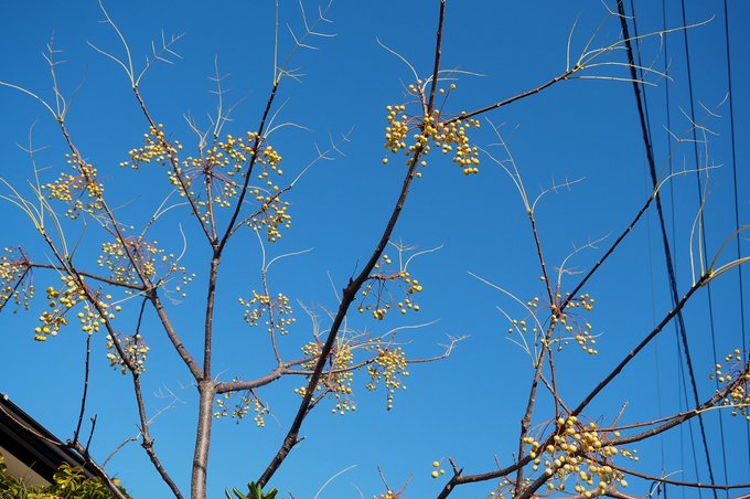薄黄色のシャンデリアはセンダンの実。双葉より芳しいと噂の栴檀はしかし白檀の中国での通り名らしく、本種ではないとのこと。ええい紛らわしい。1月18日。 