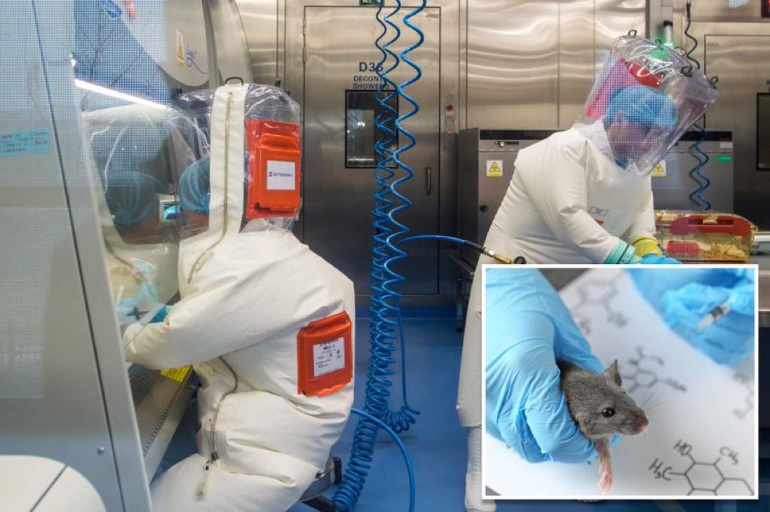 porqueTTarg's tweet photo. “Covid”

Porque científicos chinos crearon una cepa mutante de coronavirus que ataca al cerebro y tiene una tasa de mortalidad del 100% en ratones, según Daily Mail.

El virus mortal, conocido como GX_P2V, atacó los cerebros de ratones que fueron diseñados para reflejar una composición genética similar a la de las personas, según un estudio compartido la semana pasada en Beijing.

Todos los ratones infectados con el virus murieron en sólo ocho días, lo que, según los investigadores, era una tasa de mortalidad "sorprendentemente" rápida.

El virus mortal es una versión mutada de GX/2017, un primo del coronavirus que, según se informa, se descubrió en pangolines de Malasia en 2017, tres años antes de la pandemia.