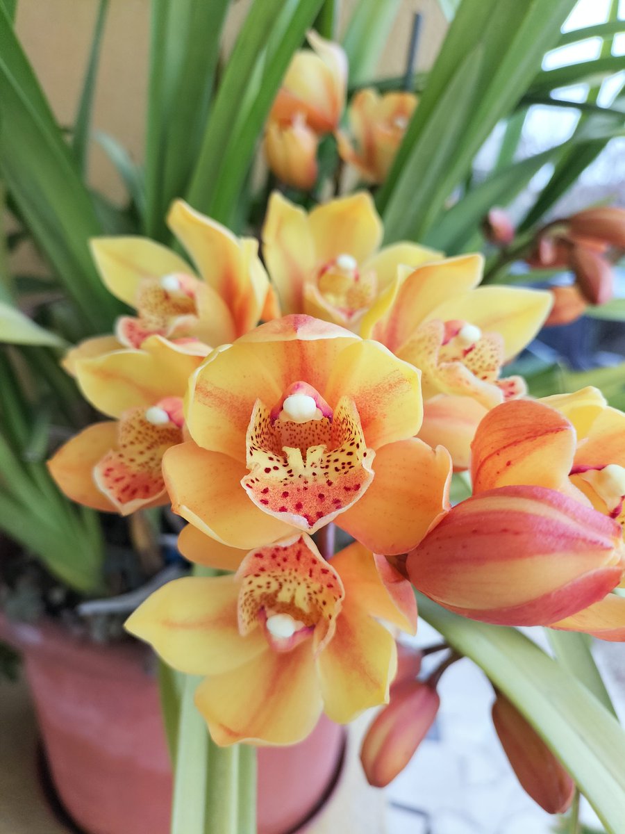 Pour embellir votre hiver, les orchidées de mamie Julia !

#Orchidee #MamieJulia #LaRoquetteSurSiagne #PaysDeGrasse #PlaisirsSimples
